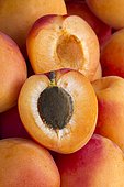 Apricot 'Tom Cott' (Prunus armeniaca)