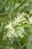 Guitar plant (Lomatia tinctoria)