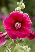 Hollyhock (Alcea rosea) flower