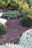 Euphorbia (Euphorbia sp) and pozzolan mulch