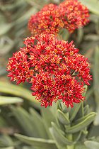 Crassula (Crassula perfoliata var. coccinea)