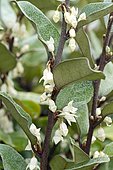 Ebbinge's Oleaster (Elaeagnus x submacrophylla) Syn. (Elaeagnus x ebbingei)