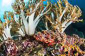 Scorpionfish (Scorpaenopsis sp), Misool, Raja Ampat, West Papua, Indonesia