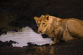 Lion (Panthera leo) near a water point, Kruger, South Africa