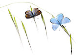 Butterflies warming up at dawn on white background