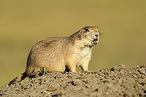 Black-tailed prairie dog (Cynomys ludovicianus) in the prairie, Saskatchewan, Canada, North America