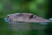 European beaver (Castor fiber) swimming on the surface of a backwater of River Rhone, France, Savoie (73)