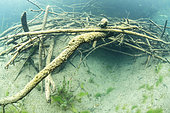 Entrance of a European Beaver hut (Castor fiber), France, Savoie (73)