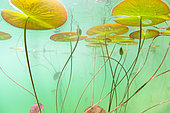 White Waterlilies (Nymphaea alba) in a lake. France, Ain (01)