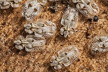 Sycamore Lace Bug (Tingidae sp) grouped under a bark to spend the winter, France