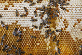 Honey bees (Apis mellifera) workers on alveoli, France