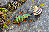 Golden beetle (Carabus auratus) and shell Snail, France