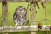 Little Owl (Athene noctua) on a fence and Clematis in winter, France