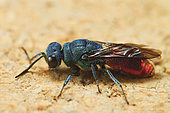 Common ruby-tailed wasp (Chrysis ignita), France