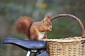 Red squirrel (Sciurus vulgaris) eating on the saddle of a bike and wicker basket, France