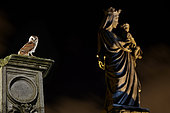 Barn Owl (Tyto alba) on a column and statue at night, France