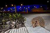Western european hedgehog (Erinaceus europaeus) on an alley at night, France