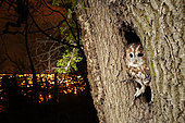 Tawny Owl (Strix aluco) in the hollow of a tree before an enlightened city at night, France