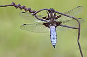 Eurasian red dragonfly (Libellula depressa) on barbed wire, France