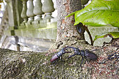 Stag beetles (Lucanus cervus) fighting on a branch in front of a balustrade, France