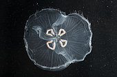 Moon Jellyfish (Aurelia aurita), France