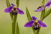 Bee Orchid (Ophrys apifera) in bloom, France
