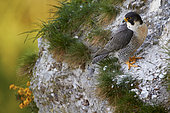 Peregrine Falcon (Falco peregrinus) on cliff, France