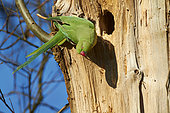 Ringed Parakeet (Psittacula krameri) near its nest in a trunk, France