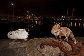 Red fox (Vulpes vulpes) and net on a pier at night, France