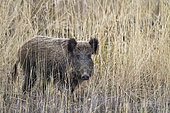 Eurasian wild boar (Sus scrofa) in the dry grass in winter,, France