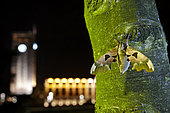 Lime Hawk-Moth (Mimas tiliae) on a trunk in city at night, France