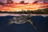 Green turtle (Chelonia mydas) swimming at the surface at dusk, Indian Ocean, N'Gouja Bay, Mayotte