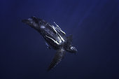 Leatherback turtle (Dermochelys coriacea) accompanied Remoras, Indian Ocean, Nosy Be, Madagascar