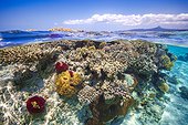 Corals on the surface of the water during the great tides in the lagoon of Mayotte, in the background : Mount Choungi, Indian Ocean
