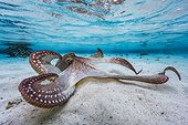 Octopus (Octopus sp) spreading its tentacles in the lagoon, Mayotte, Indian Ocean.