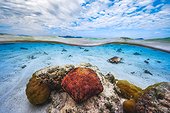 Cushion Starfish (Culcita sp) and Giant spider conch (Lambis truncata) in the lagoon of Mayotte, Indian Ocean