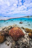 Cushion Starfish (Culcita sp) and Giant spider conch (Lambis truncata) in the lagoon of Mayotte, Indian Ocean