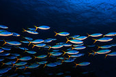 School of Yellow and Blueback Fusilier (Caesio teres), Reunion island, Indian Ocean