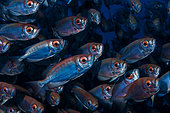 Moontail bullseye (Priacanthus hamrur), Cap Lahoussay, Reunion Island, Indian Ocean