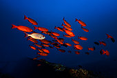 Moontail bullseye (Priacanthus hamrur) on wreck, Reunion Island, Indian OceanAntonio Lorenzo