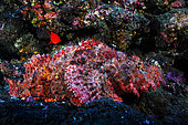 Tassled scorpionfish (Scorpaenopsis oxycephala) in reef, La Réunion, Indian Ocean