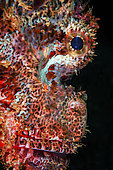 Portrait of Tassled scorpionfish (Scorpaenopsis oxycephala), La Réunion, Indian Ocean