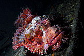 Portrait of Tassled scorpionfish (Scorpaenopsis oxycephala) on bottom, La Réunion, Indian Ocean