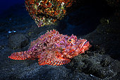 Tassled scorpionfish (Scorpaenopsis oxycephala) on bottom, La Réunion, Indian Ocean