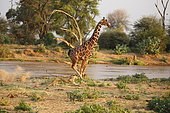Lion (Panthera leo) hunting a reticulated giraffe (Giraffa c. reticulata), Samburu, Kenya