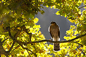 Sparrowhawk (Accipiter nisus) Male perched in an oak tree, Autumn, England