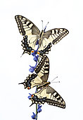 Old World Swallowtail (Papilio machaon) on white background