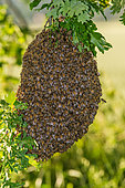 Swarm of bees, bees gather in clusters around the queen, Canton of Geneva, Switzerland