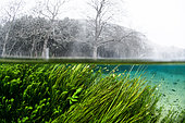 Aquatic vegetation and bank under snow, Buèges spring, Occitania, France