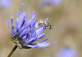 Sweat Bee (Nomioides minutissimus) on Sheep's-bit flower, atural Park of the Vosges du Nord, France